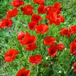 Bright poppies in North Norfolk